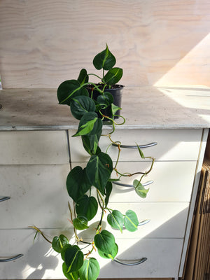 Philodendron Brasil