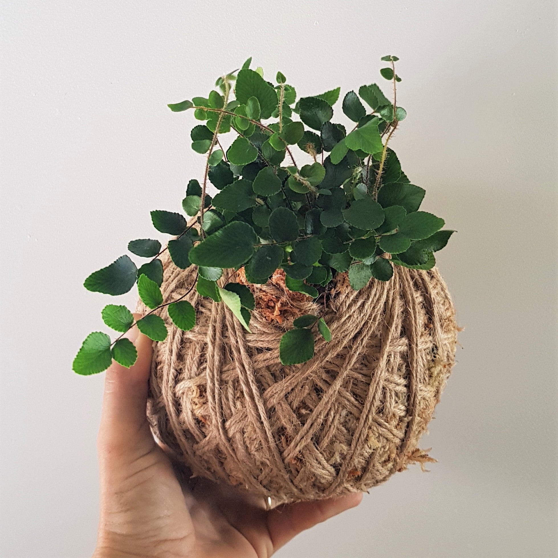 Kokedama | Coastal Flair | Mini Button Fern