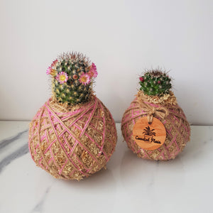 Cactus  | Coastal Flair Kokedama