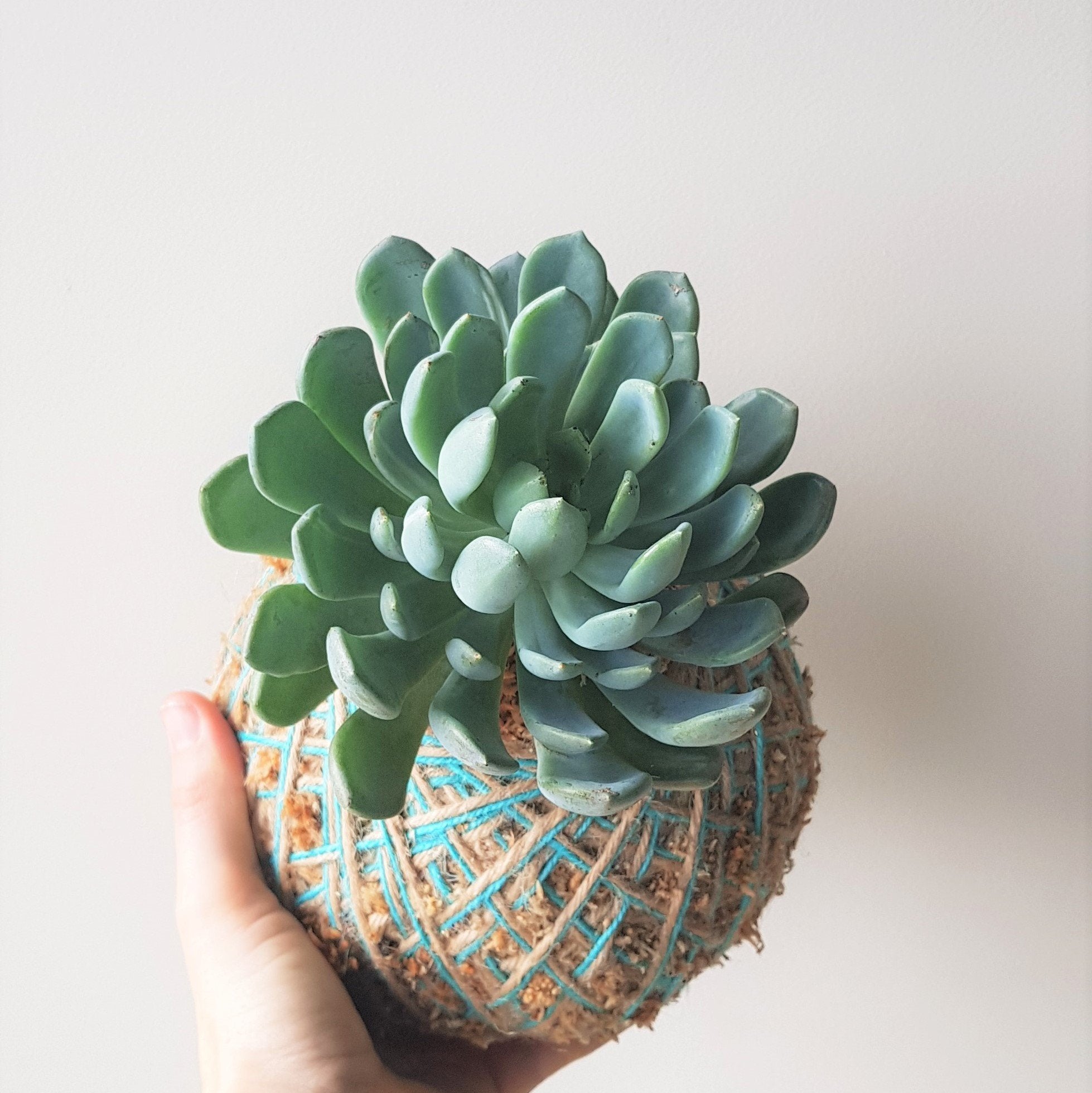 Echeveria Kokedama