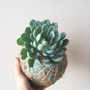 Echeveria Kokedama