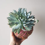 Echeveria Kokedama