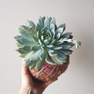 Echeveria Kokedama