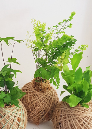 Kokedama | Coastal Flair | Mini Fern