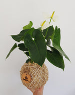 White Anthurium Kokedama