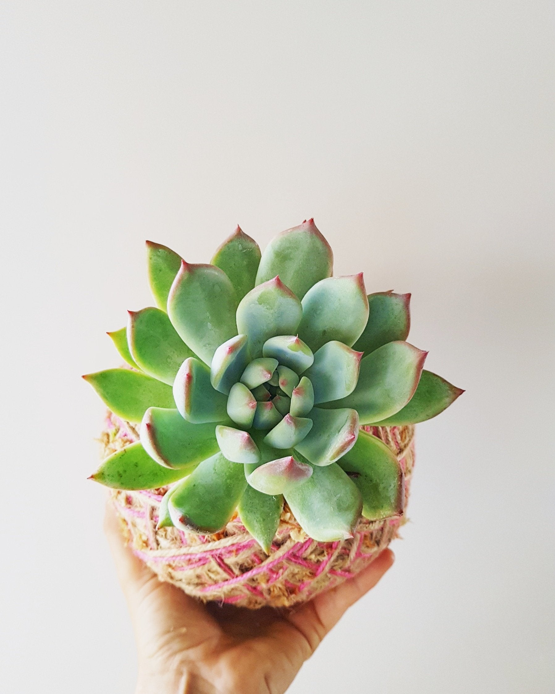 Echeveria Kokedama