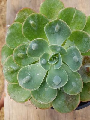 Echeveria Kokedama