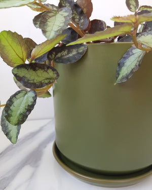 Medium Oslo Pot Avocado