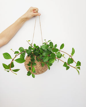 Peperomia Angulata