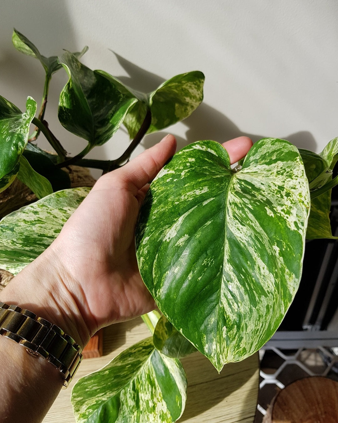 Marble Queen Kokedama