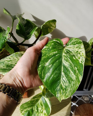 Marble Queen Kokedama
