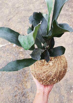 Staghorn Fern Kokedama