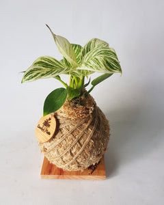 Philodendron Birkin Kokedama Coastal Flair