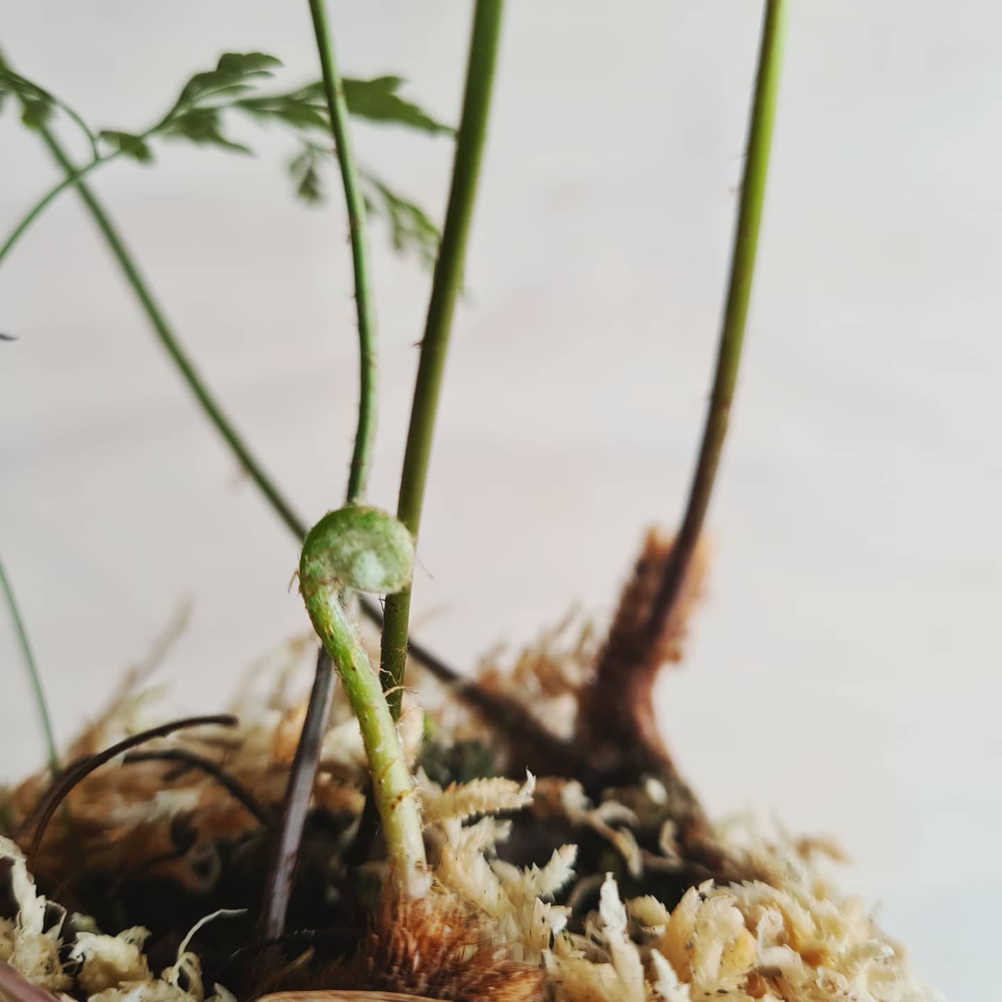 Davallia Tonga Fern