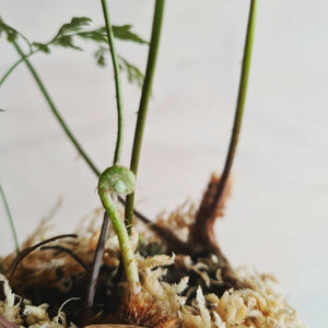 Davallia Tonga Fern