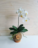 Artificial Orchid Kokedama