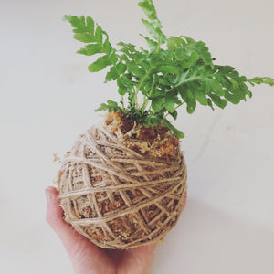 Kokedama | Coastal Flair | Mini  Blechnum Silver Lady Fern