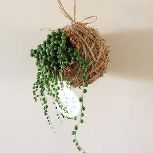 Kokedama | Coastal Flair | String Of Pearls Senecio