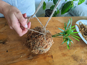 DIY Kokedama Kit