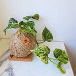 Marble Queen Kokedama