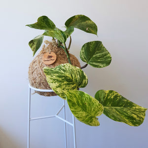 Marble Queen Kokedama