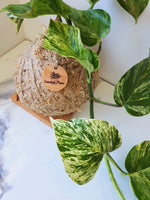 Marble Queen Kokedama